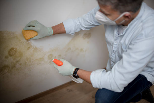 Best Insurance-Related Mold Remediation in New Kingman Butler, AZ