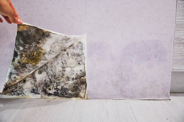 Best Attic Mold Remediation in New Kingman Butler, AZ